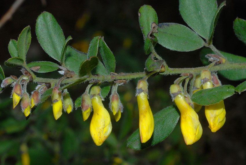 Cytisus villosus / Citiso trifloro